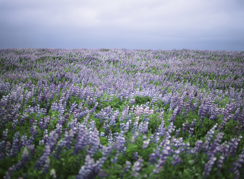 Expansive field of purple lupine flowers in Eldhraun, Iceland, captured during a June 2016 vacation, with the vivid blossoms providing a burst of color against the dark volcanic landscape of Vik.